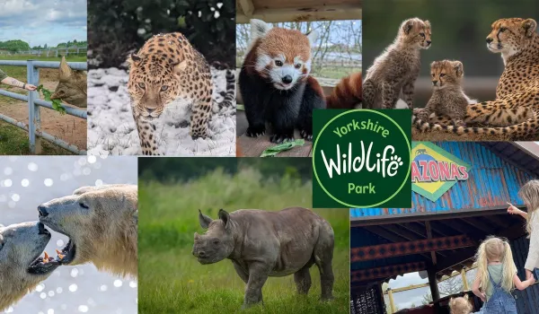 Νεκρός άνδρας μετά από επίθεση τίγρης στο Yorkshire Wildlife Park